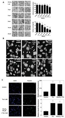 HAuCl4, Putative General Aquaporins Blocker, Reduces Platelet Spreading, Filopodia Formation, Procoagulant Response, and Thrombus Formation Under Flow